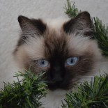 Holly - 3 ans - Chatterie Ragdolls du Val de Beauvoir